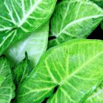 Syngonium - Goosefoot: Care and Maintenance Tips for Indoor Cultivation