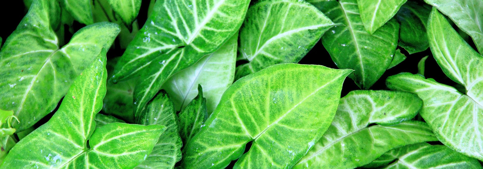Syngonium - Goosefoot: Care and Maintenance Tips for Indoor Cultivation