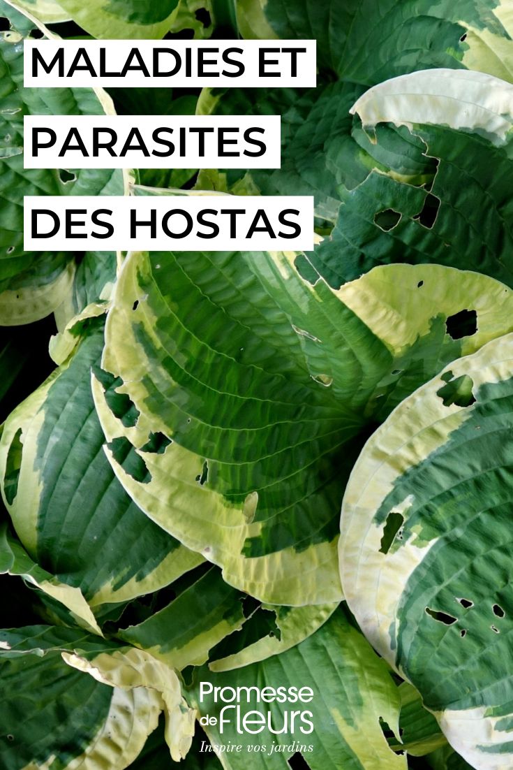 caring for hostas