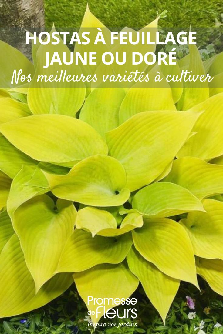 Hosta 'Sunny Halcyon'