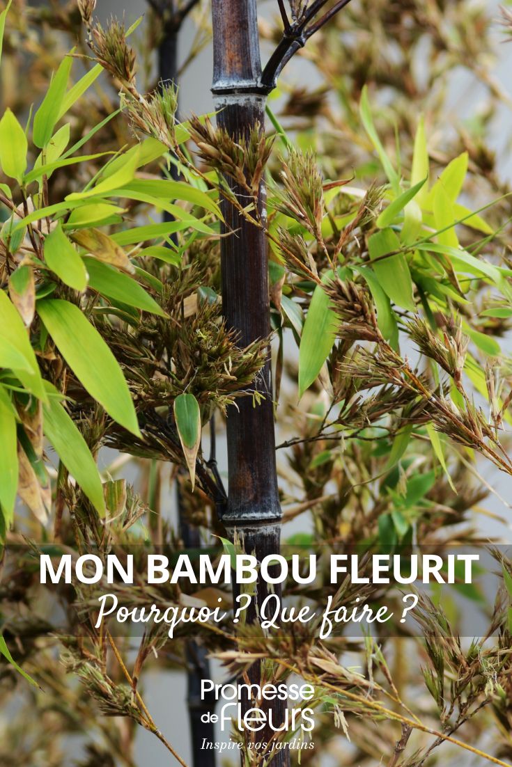 bamboo in flower