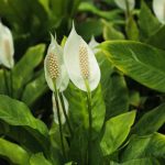How to propagate Spathiphyllum?