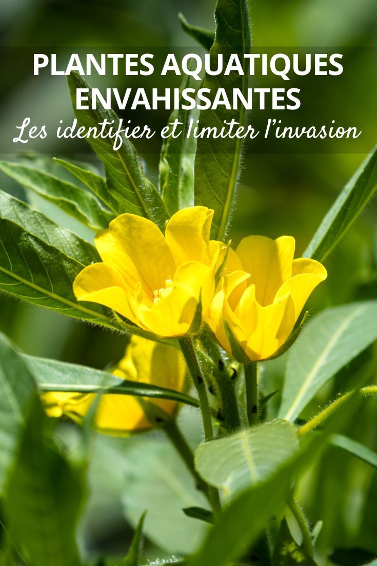 water primrose (Ludwigia grandiflora)