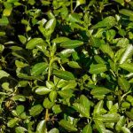 Invasive aquatic plants: how to identify them and limit their spread?