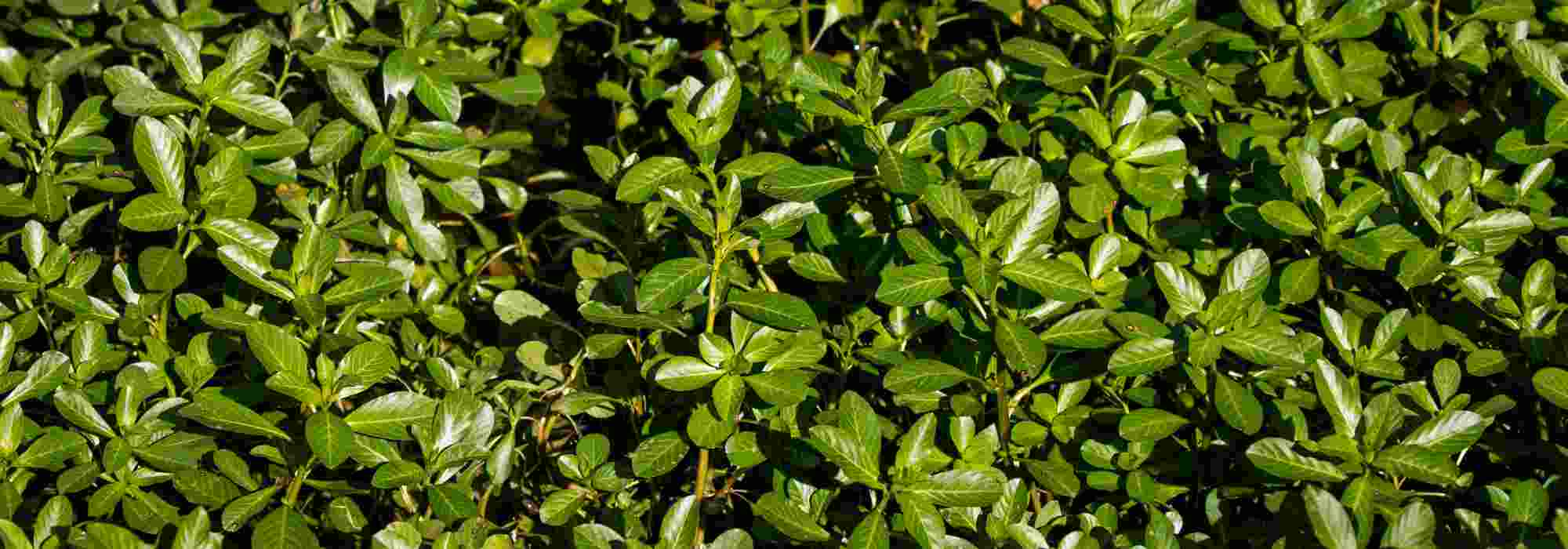 Invasive aquatic plants: how to identify them and limit their spread?