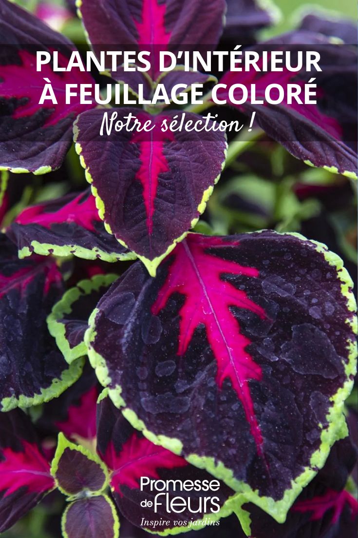 Colourful Foliage Houseplants to Brighten Up Your Décor! Coleus Mezmerize Chocolate Rose leaves