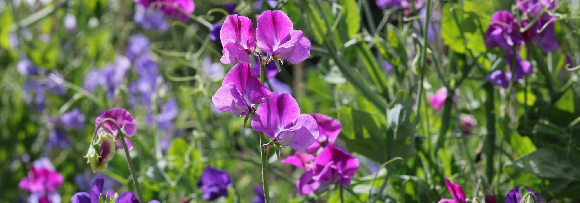 How can I extend the flowering of sweet peas throughout the summer?