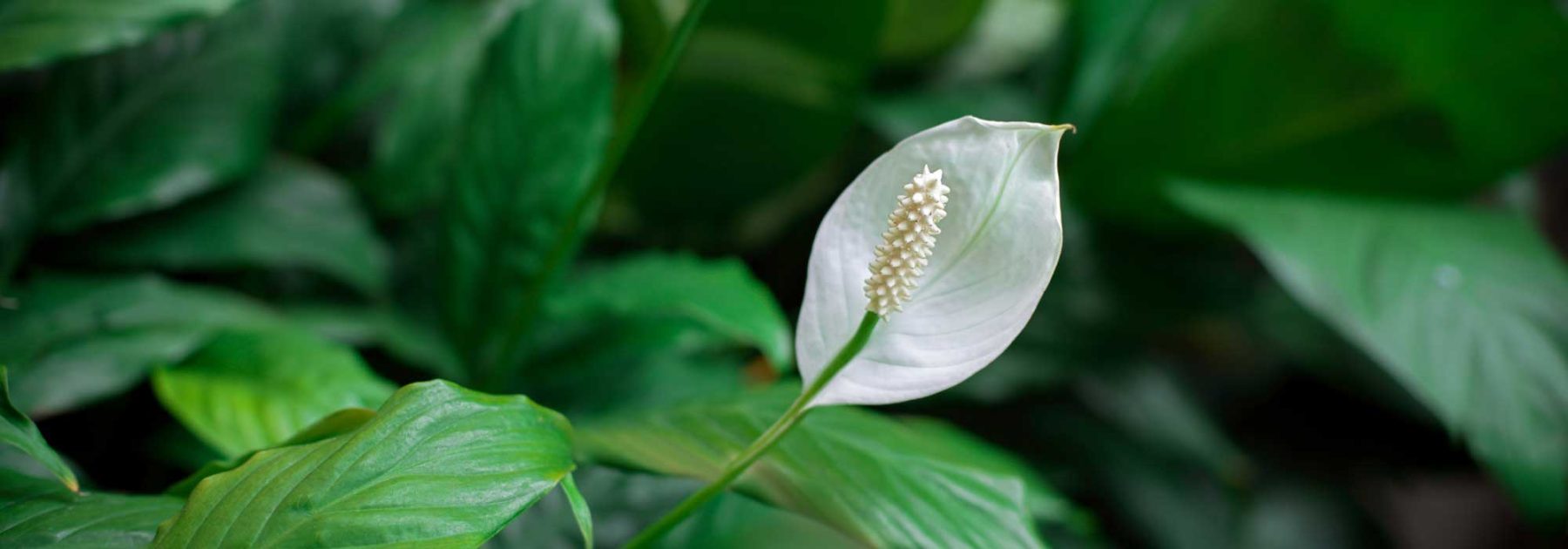 Moon flower, *Spathiphyllum*: cultivate, maintain