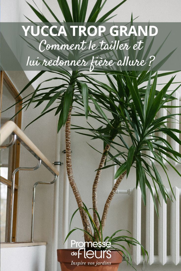 Your yucca is touching the ceiling Here’s how to prune it and restore its proud appearance pruning an indoor yucca