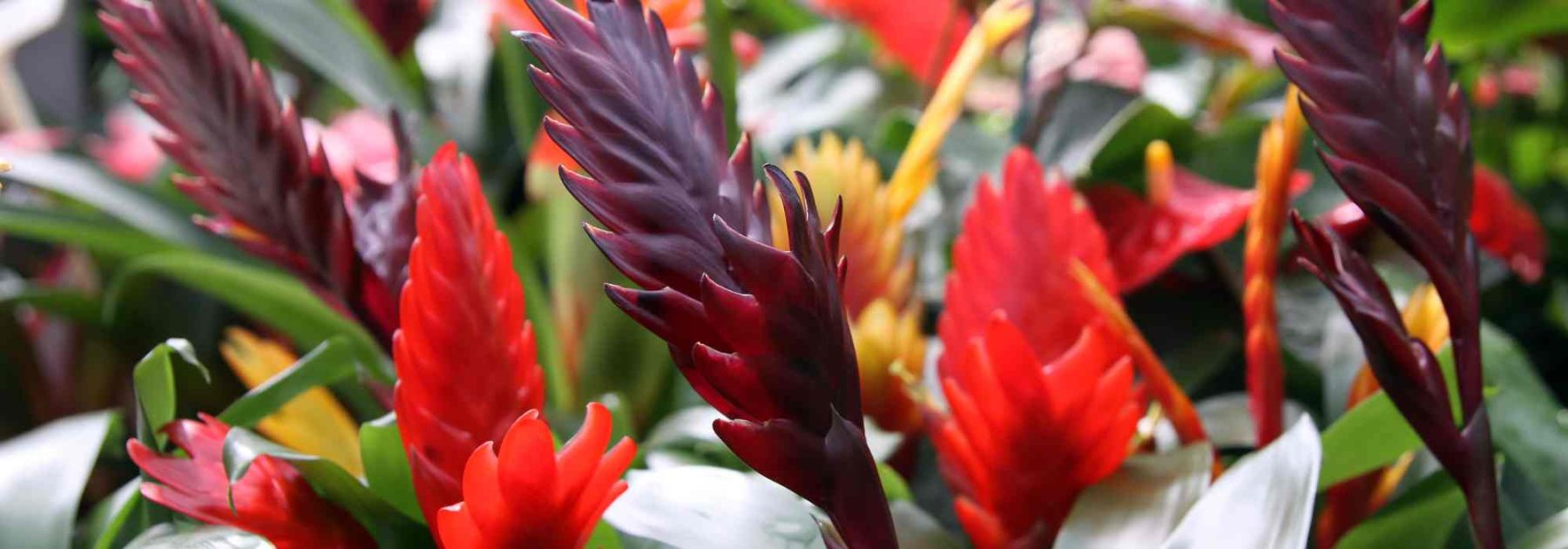 Vriesea: cultivation, flowering and care of this plant