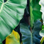 Xanthosoma: growing and care