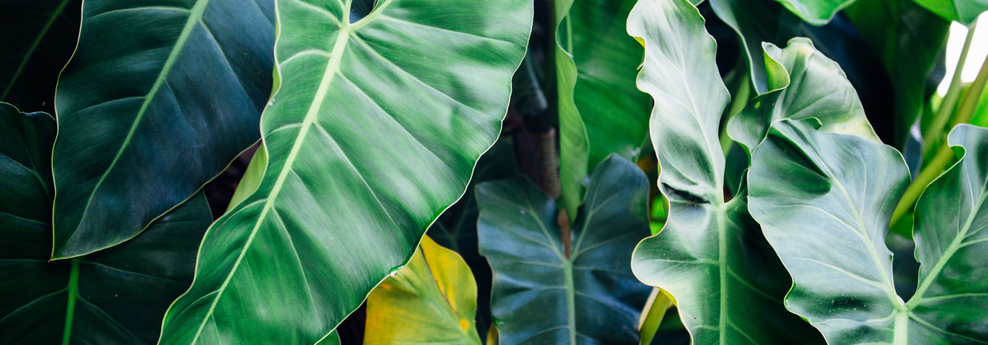 Xanthosoma: to grow and care for