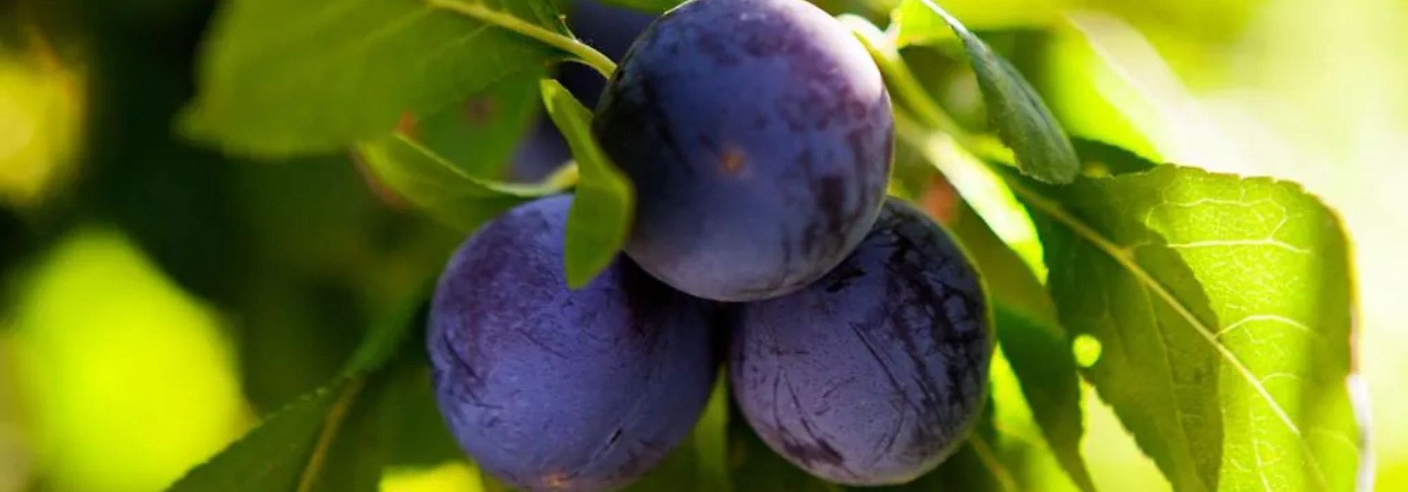 Heritage and local varieties of plum trees: a sustainable and flavoursome choice