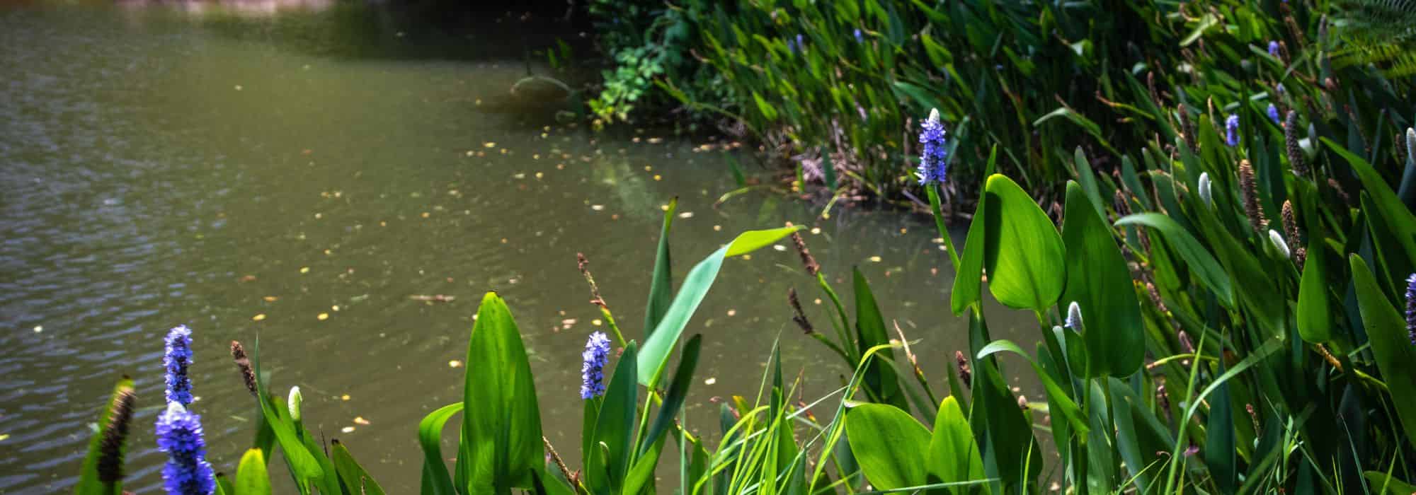Pond and permaculture: how to integrate water into a resilient and living garden?