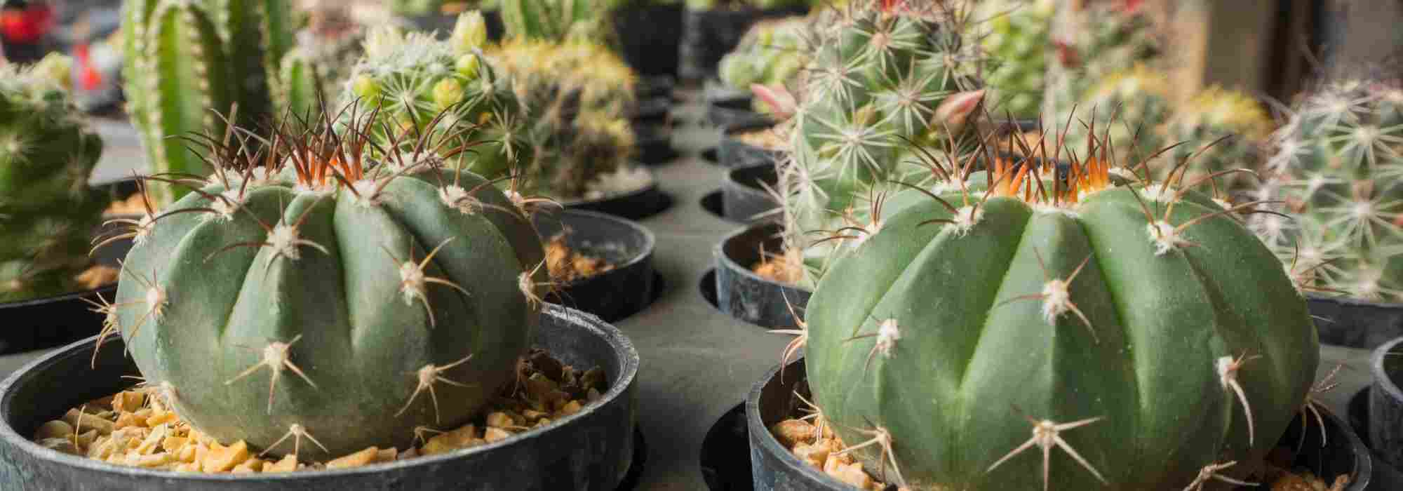 Watering cacti: mistakes to avoid