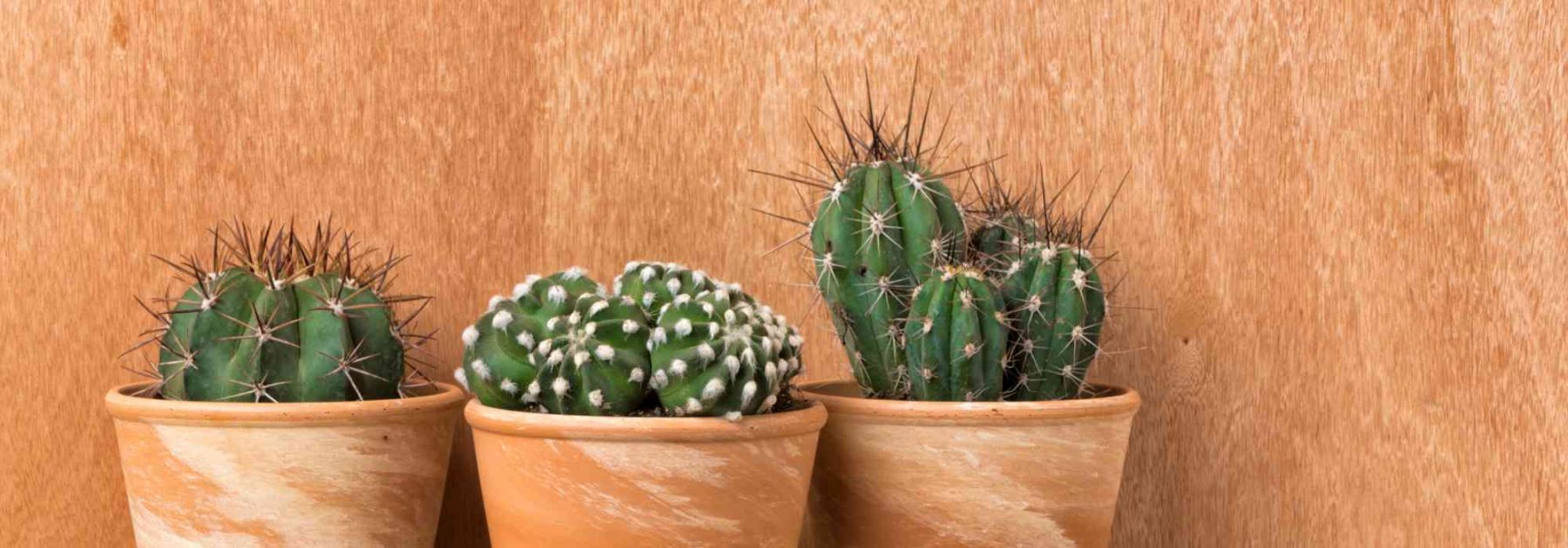 Indoor Cacti: The Easiest Species to Grow