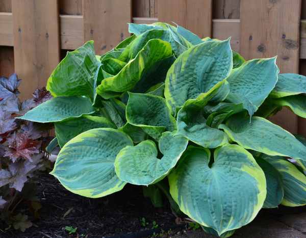 How to divide hostas?