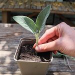 How to succeed with herbaceous cuttings?