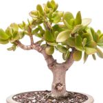 How to prune a Jade plant?
