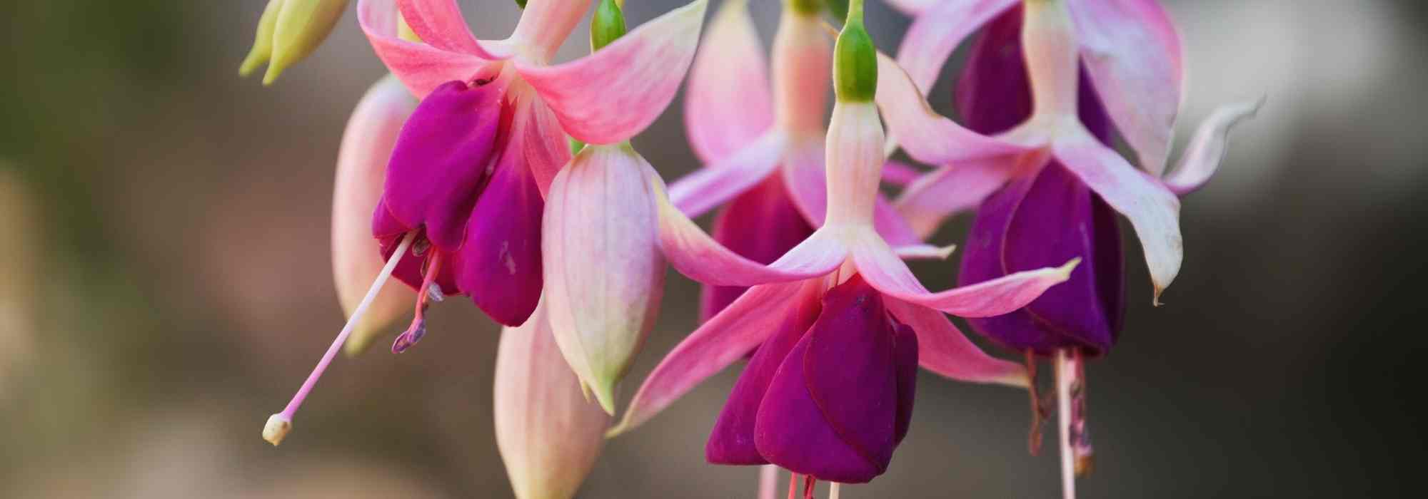 Which fuchsias for in-ground plantation?