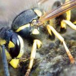 Wasps in the Compost: Why? How to Deter Them?  

(Note: The translation maintains the original HTML structure while adapting the content for a British English gardening audience. Botanical terms remain unchanged, and the tone is kept informative yet accessible for amateur and professional gardeners alike.)