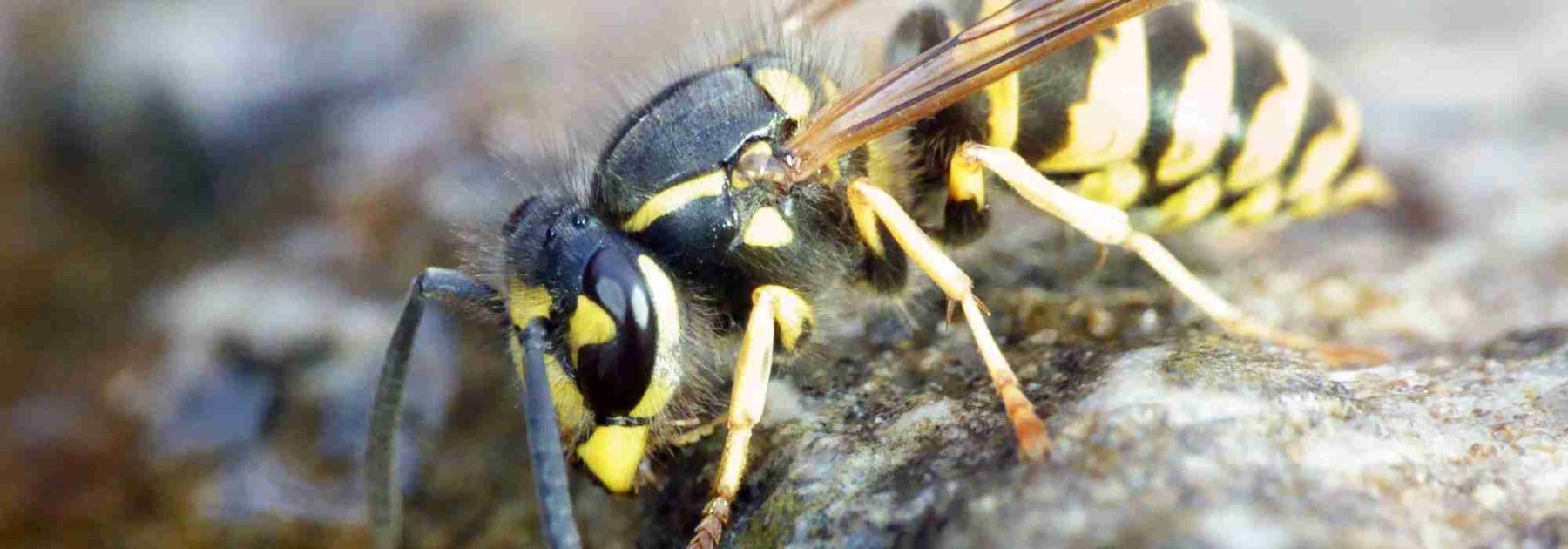 Wasps in the Compost: Why? How to Deter Them?
(Note: The translation maintains the original HTML structure while adapting the content for a British English gardening audience. Botanical terms remain unchanged, and the tone is kept informative yet accessible for amateur and professional gardeners alike.)