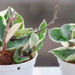 Hoya: What are the most common diseases and parasitic pests?