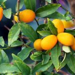 Kumquat: The Most Common Diseases and Pests