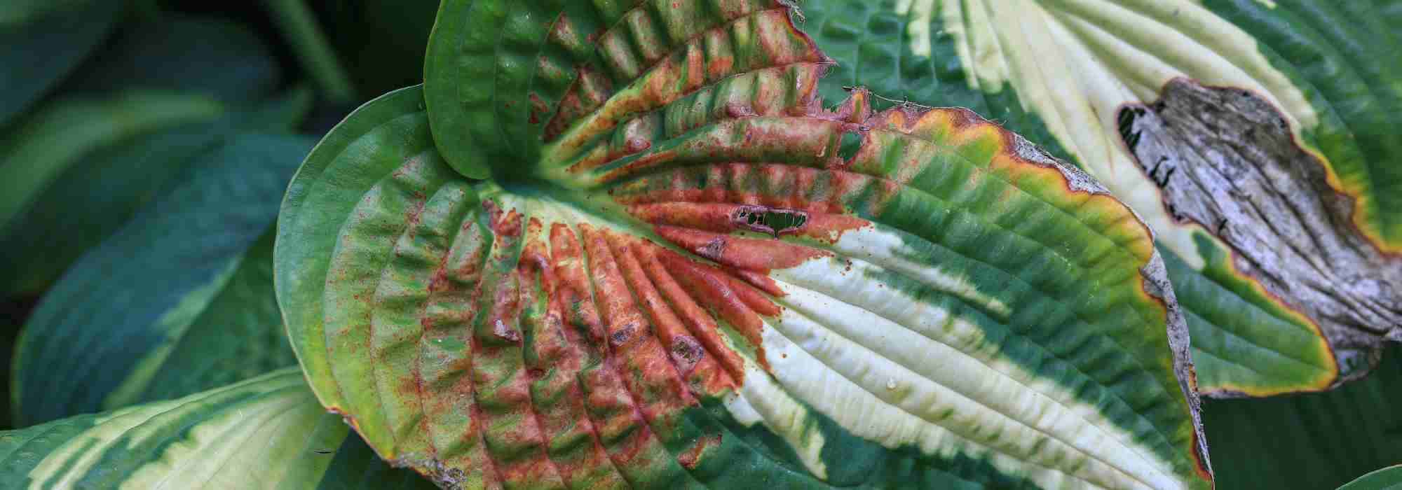 Hosta diseases and parasitic pests