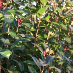 Photinia and drought: what resistance and how to help it in summer?