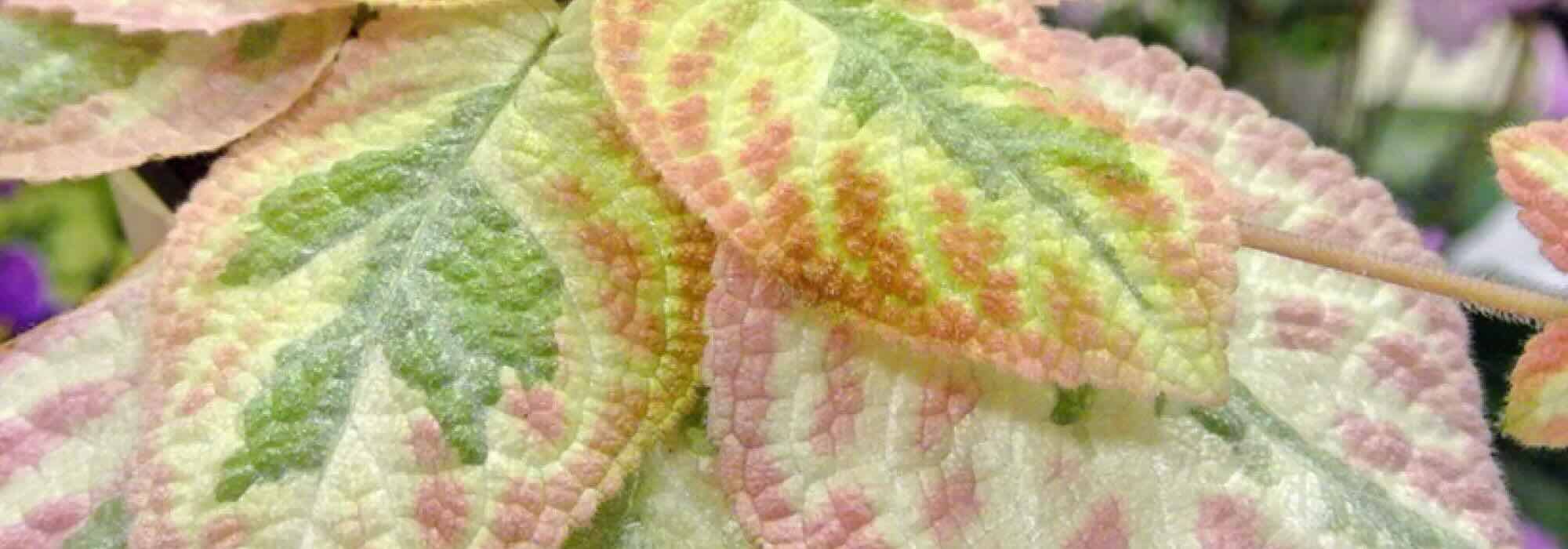 Indoor plants with colourful foliage: brighten up your decor!