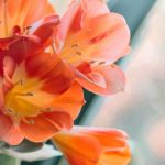 Flowering houseplants: brighten your space with colour