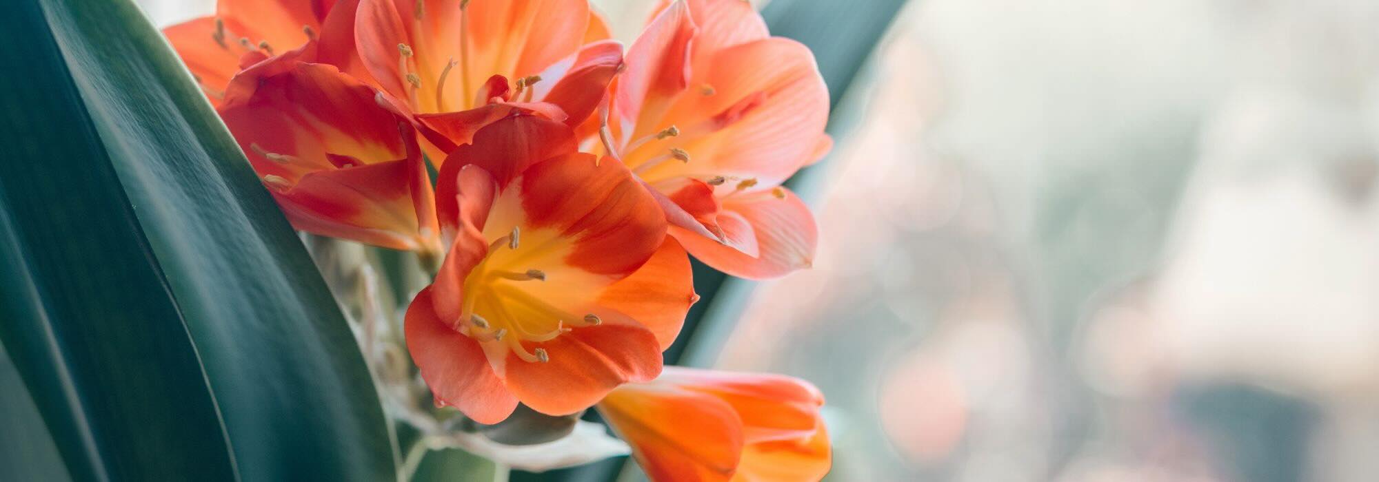 Flowering houseplants: brighten your space with colour