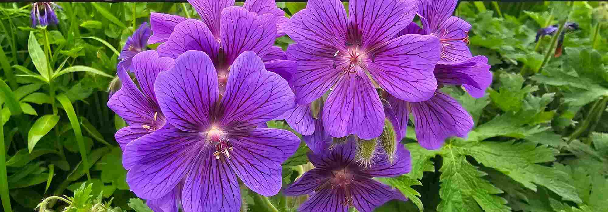 Plants that tolerate both shade and full sun.