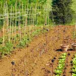 Growing a vegetable garden near farmland: what are the impacts? What solutions?