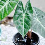 When and how to repot an alocasia?
