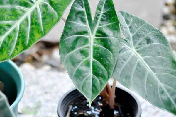 When and how to repot an alocasia?