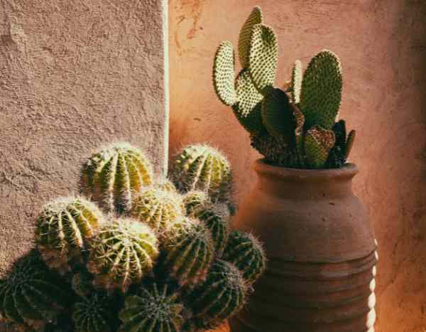 When and how to repot a cactus?