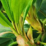 Why is my rhododendron not in flower?