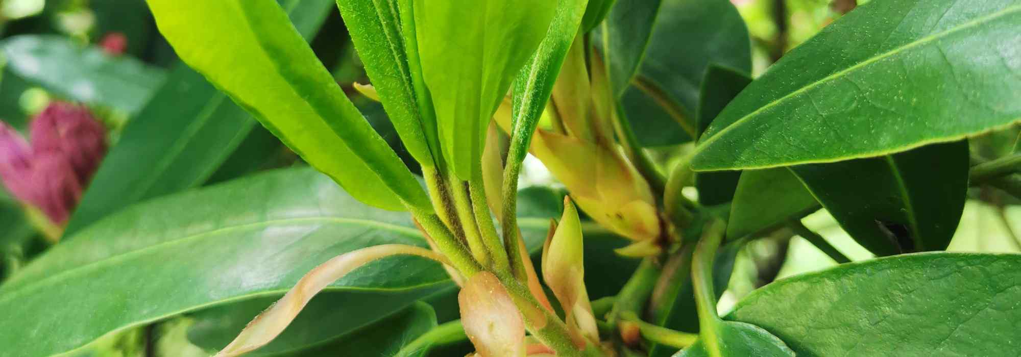 Why is my rhododendron not in flower?