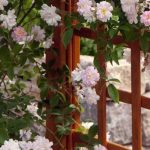 Which climbing rose to choose for container growing?