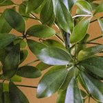 Schefflera: Care, Propagation by Cuttings, and Cultivation Tips