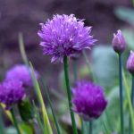 How to succeed in your sowing of chives, in pots or in the garden?