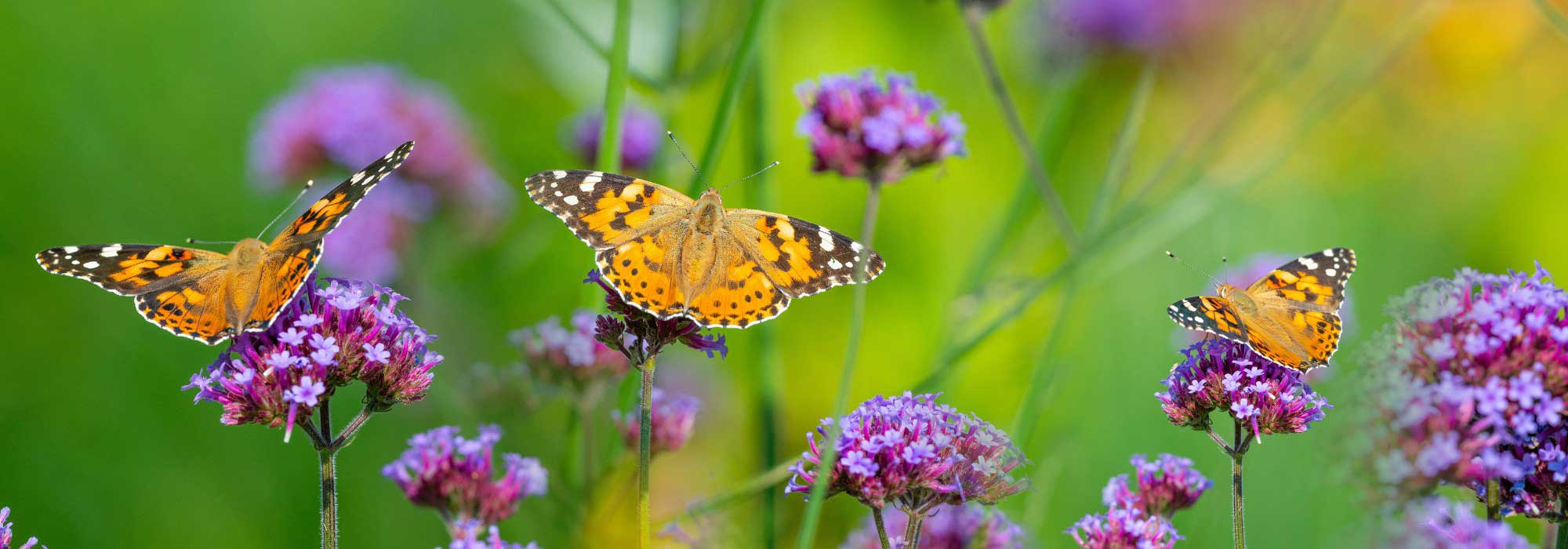 Butterflies in the garden: how to attract and welcome them naturally