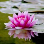 How to repot a water lily that has become too cramped?