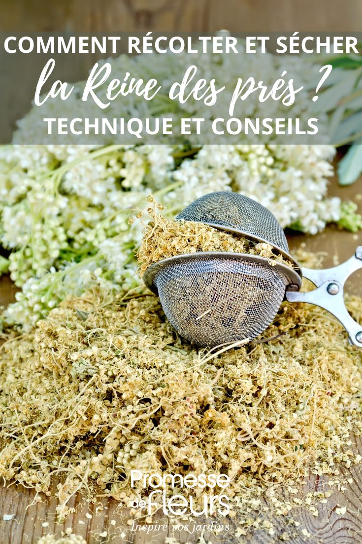 tutorial on harvesting and drying meadowsweet