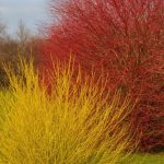 How to propagate dogwoods with coloured wood by layering?