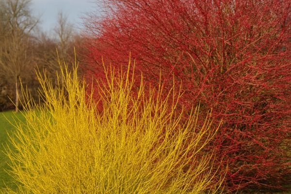 How to propagate dogwoods with coloured wood by layering?