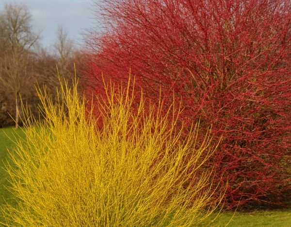 How to propagate dogwoods with coloured wood by layering?