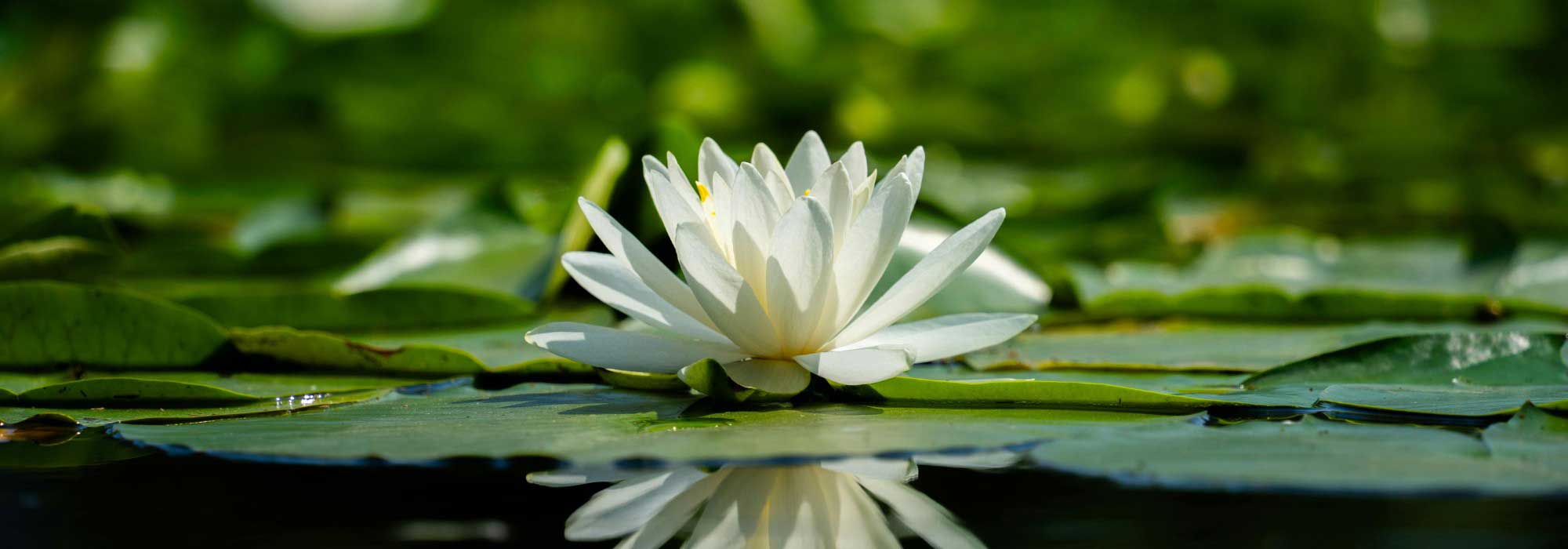 Lotus, Nymphaea, or Nuphar? Don't confuse these three plants any more